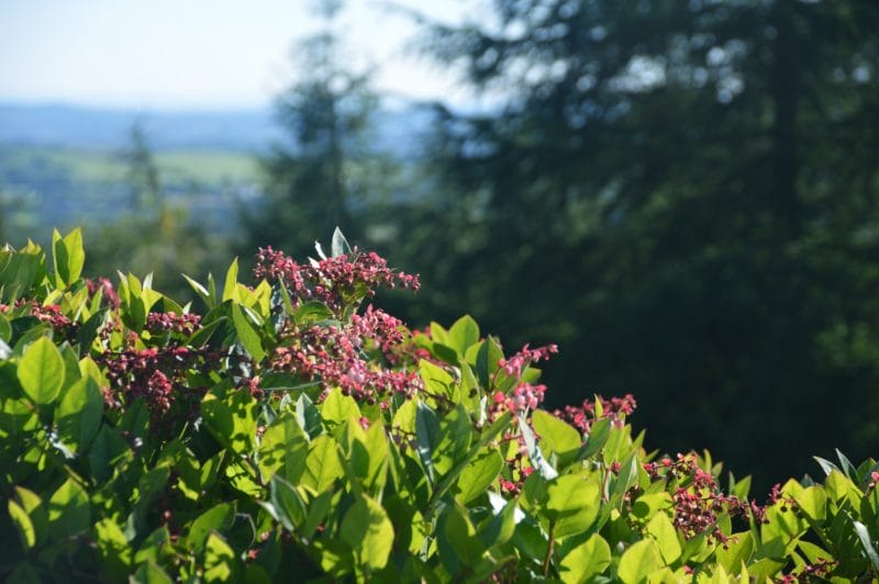 Rivington Pike Flowers and View September 2016 © Luchia Houghton