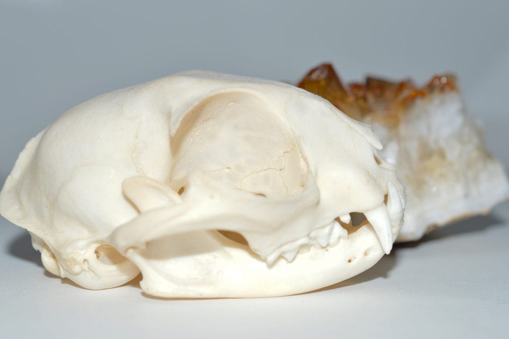 Cat Skull and Citrine Cluster February 17 © Luchia Houghton