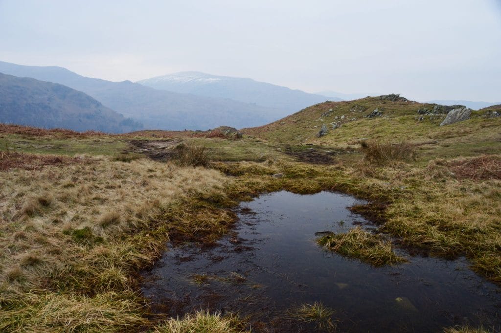 Loughrigg Fell Marsh 14th February 17 © Luchia Houghton