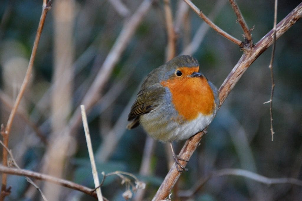 Robin 13th February 17 © Luchia Houghton