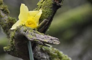 Daffodil Jumbles March 2017 © Luchia Houghton