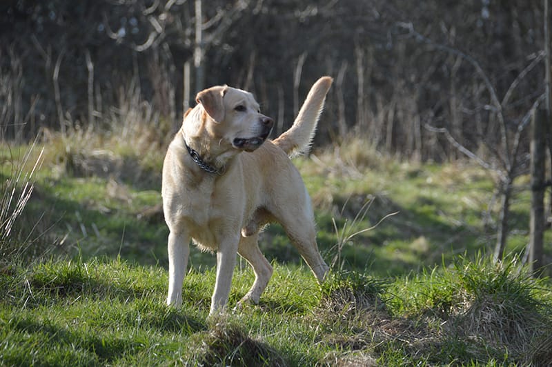 March 2017 © Luchia Houghton - Manchester Pet Photographer